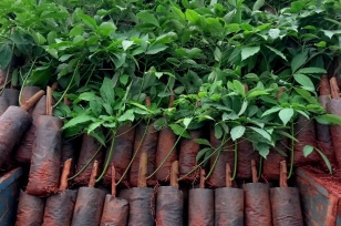 cung-cap-cao-su-giong-toan-quoc